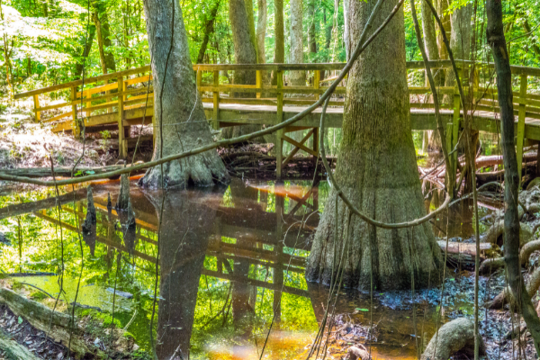 Longleaf Trail